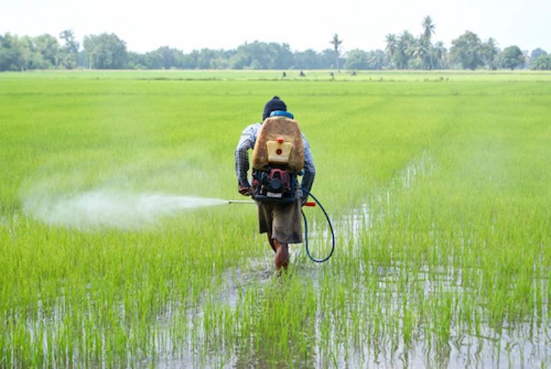 Click to enlarge pesticides Zika virus