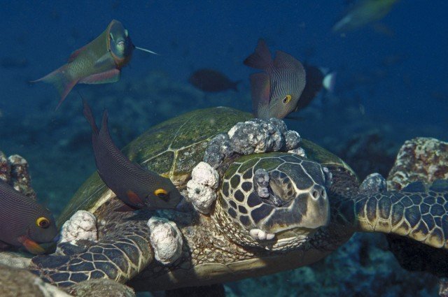 Click to enlarge The tumors are thought to be caused by a herpes virus, and can blind the reptiles.