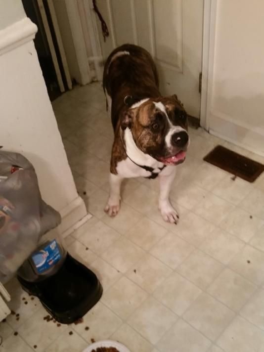 Click to enlarge The dog that killed Suzanne Story in Perquimans Co.