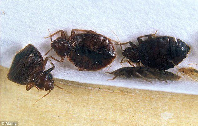 bed bugs