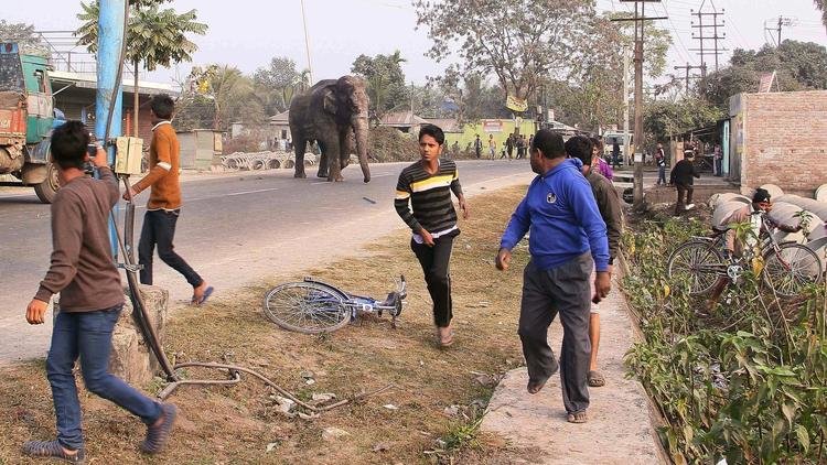Elephant on street