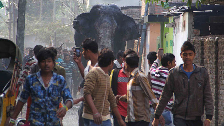 Click to enlarge Strayed wild elephant