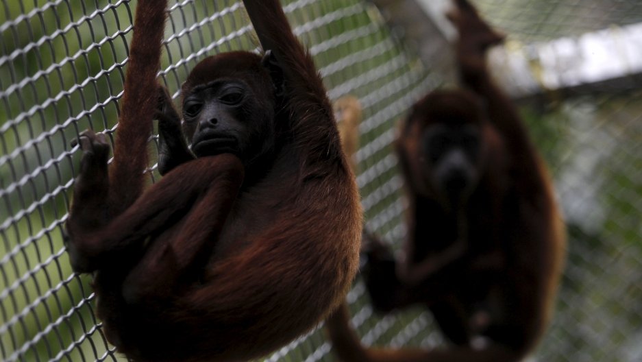 Red Howler Monkey babies 