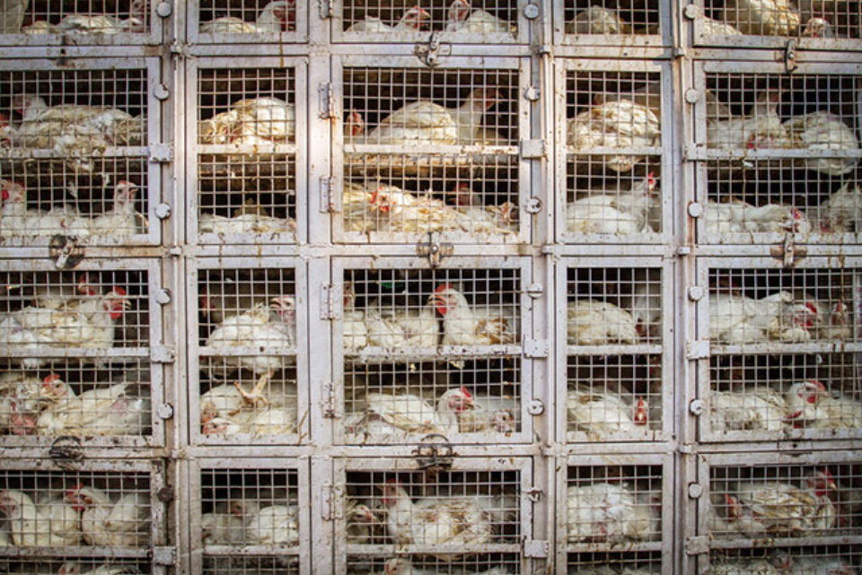 factory farms