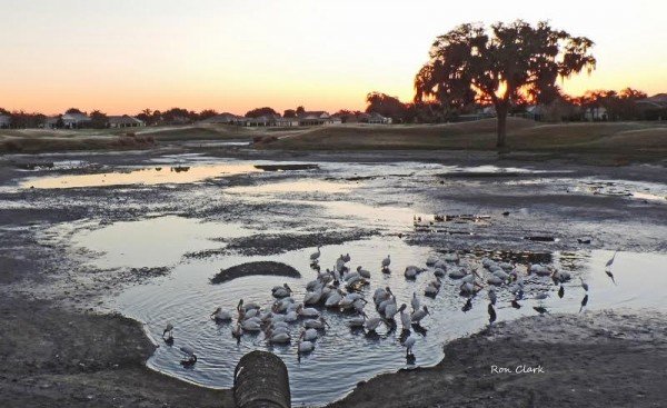 Birds feast on fish after a sinkhole prompted the water to drain from a retention pond at Pimlico Executive Golf Course.