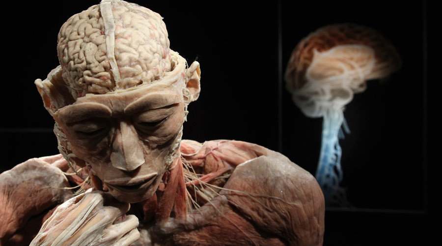 brain