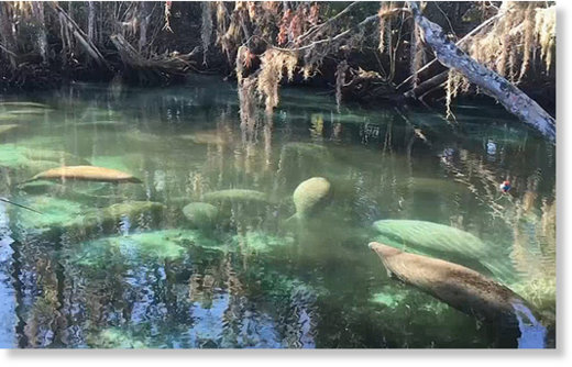 Hundreds of manatees swim in the warmer spring water 