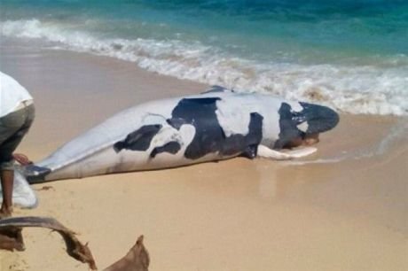  A whale calf 