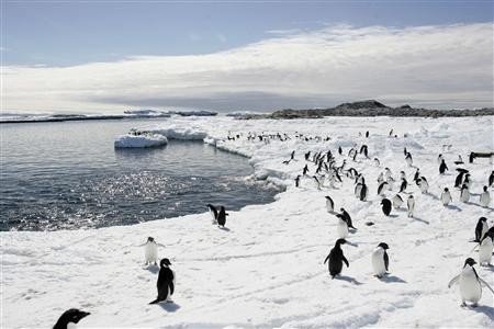 Adelie penguins