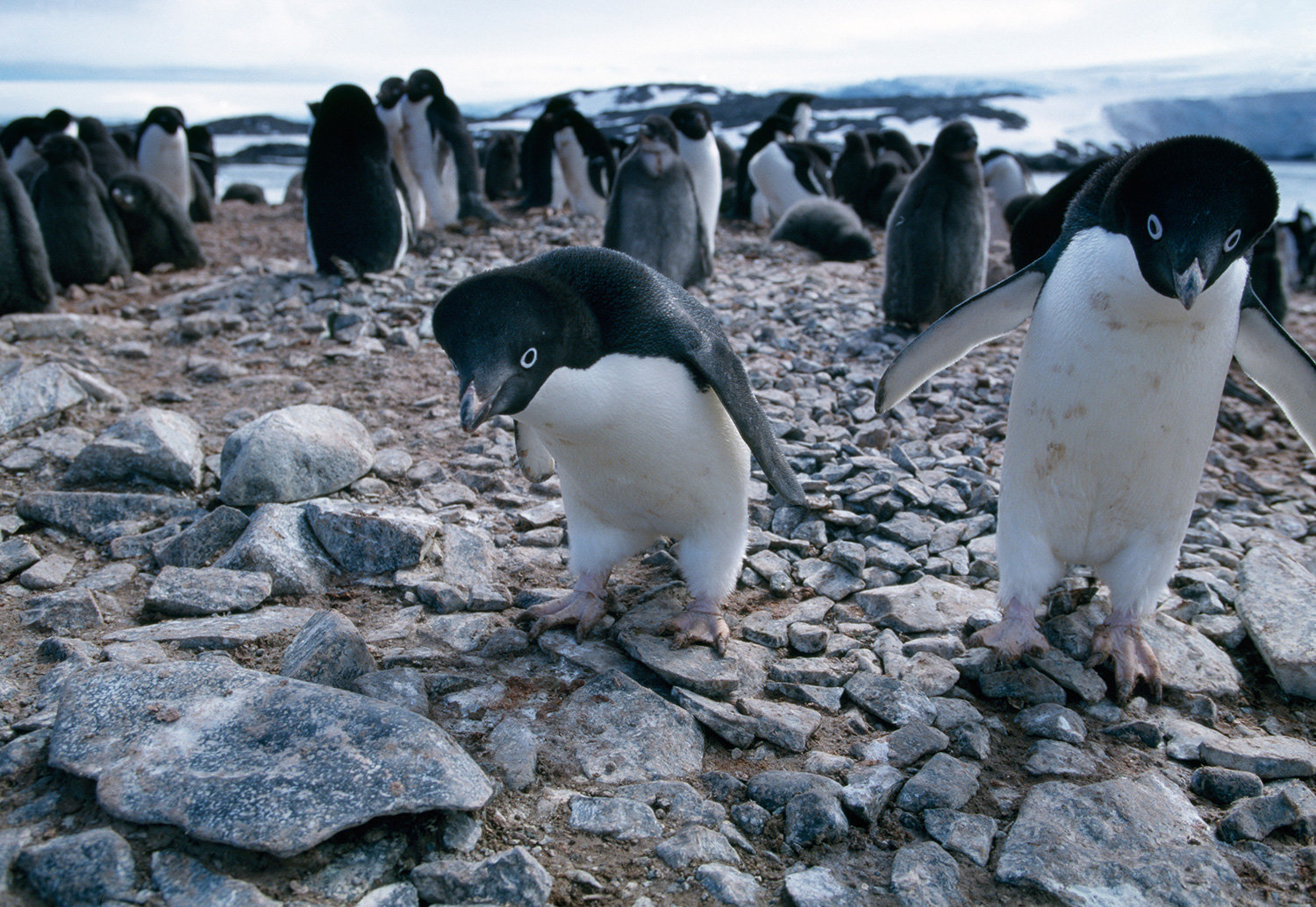 Click to enlarge Adelie penguins