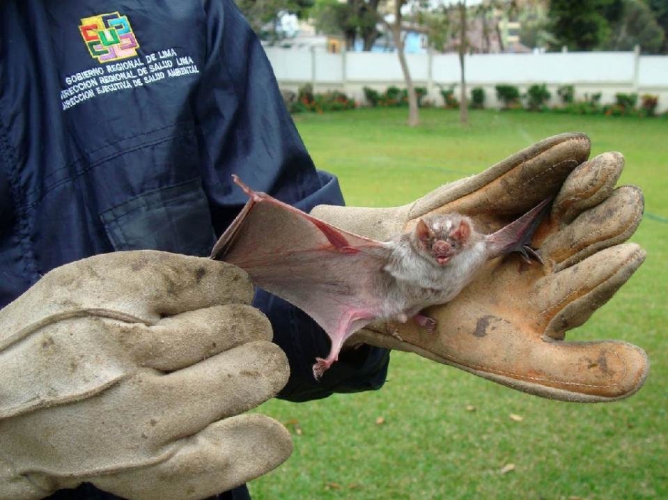 blood-sucking bat