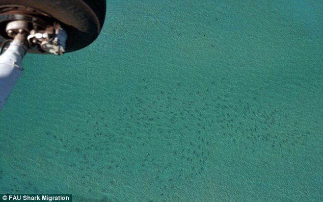 swarm of sharks 