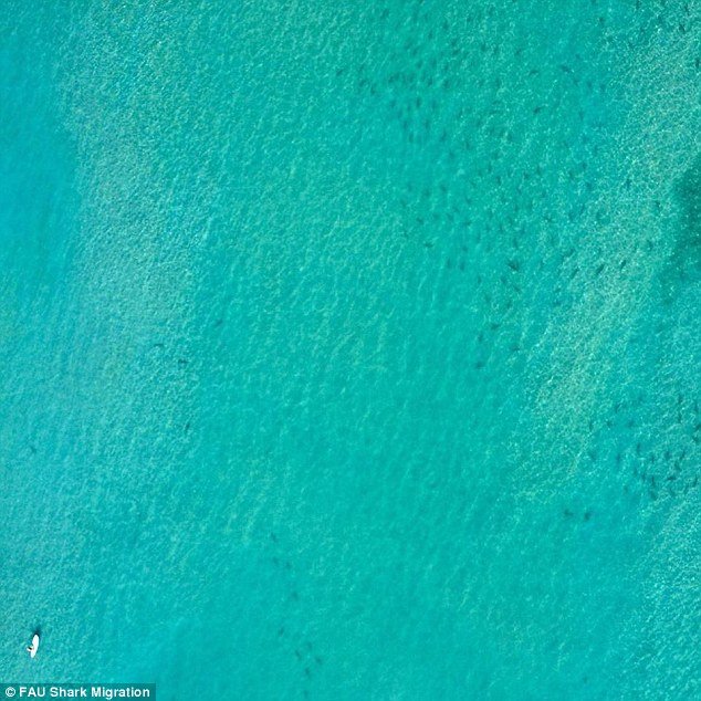 hoard of sharks 