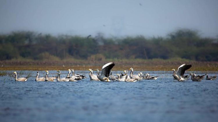 Bar-headed geese