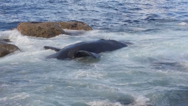 Dead whale along the promenade towards Bantry Bay 