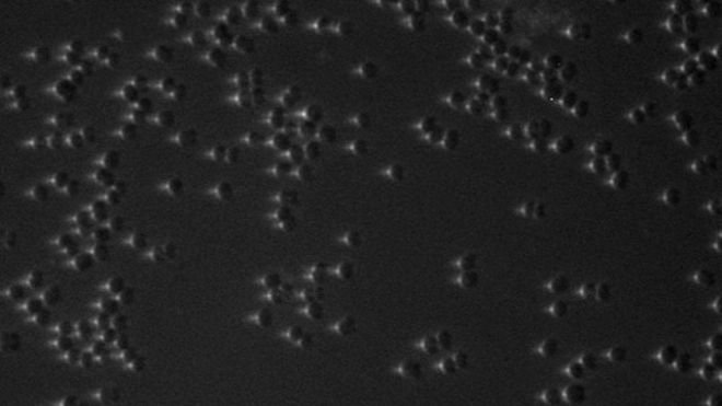 Click to enlarge Bacteria