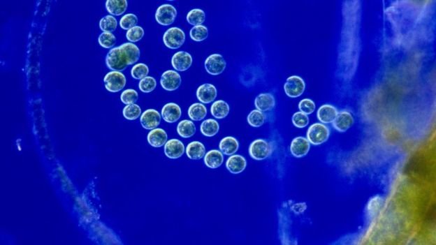 Click to enlarge Cyanobacteria