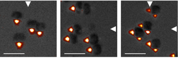 Click to enlarge bacteria