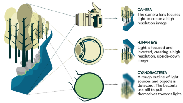Click to enlarge light bacteria