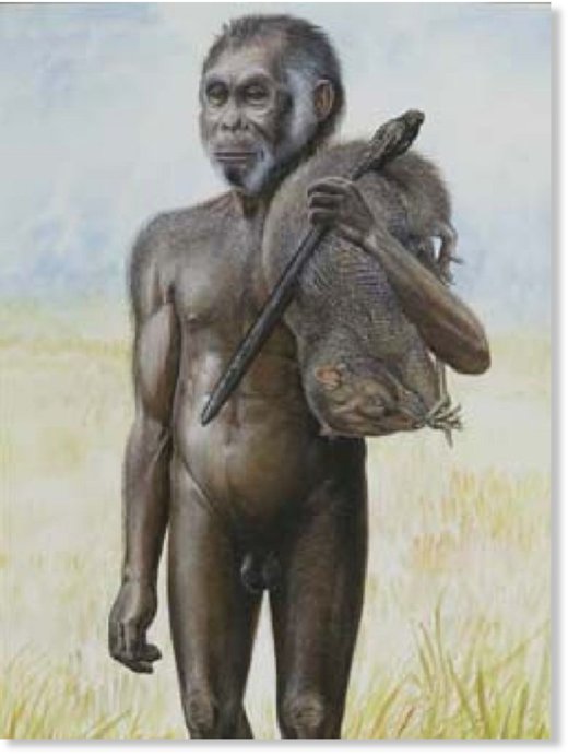 Click to enlarge Homo floresiensis