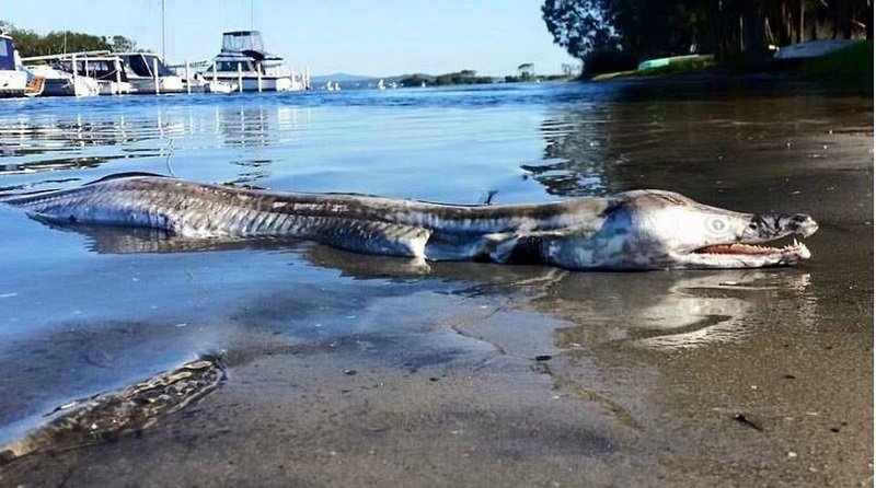 Click to enlarge Pike Eel