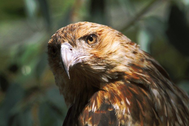 Click to enlarge australiam birds start fires