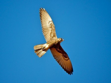 Click to enlarge australian black kites