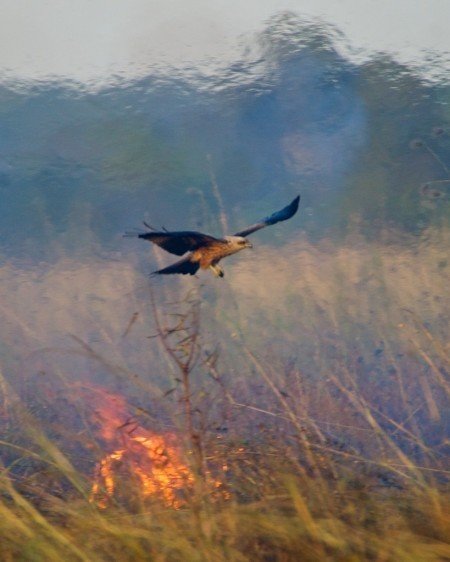 Click to enlarge australia black kites fire