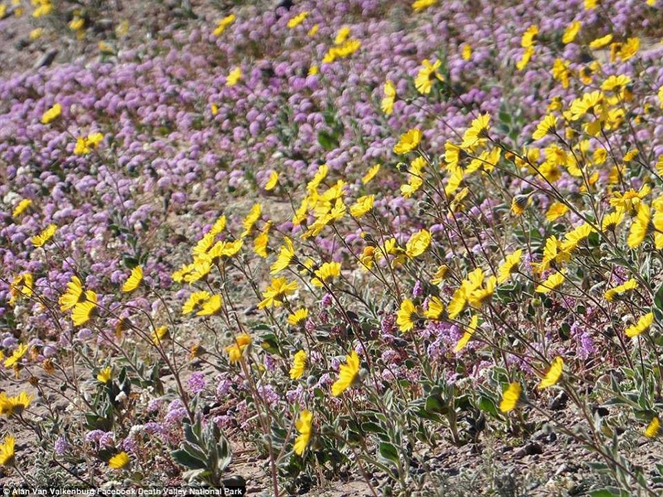 Superbloom