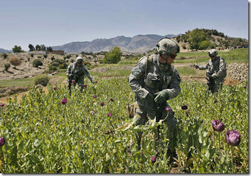 Poppies