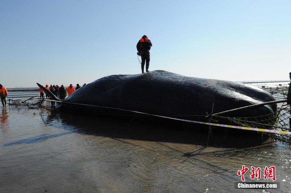 Stranded sperm whales.
