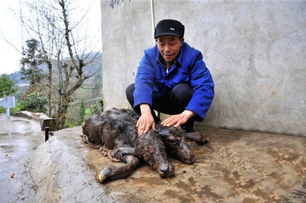 Two-headed calf