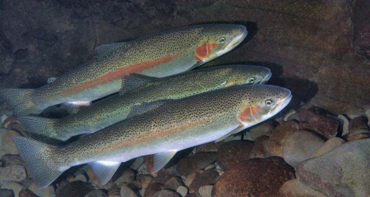 steelhead trout oregon
