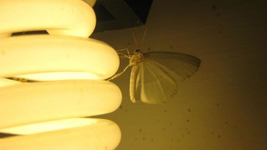 Moth to light!