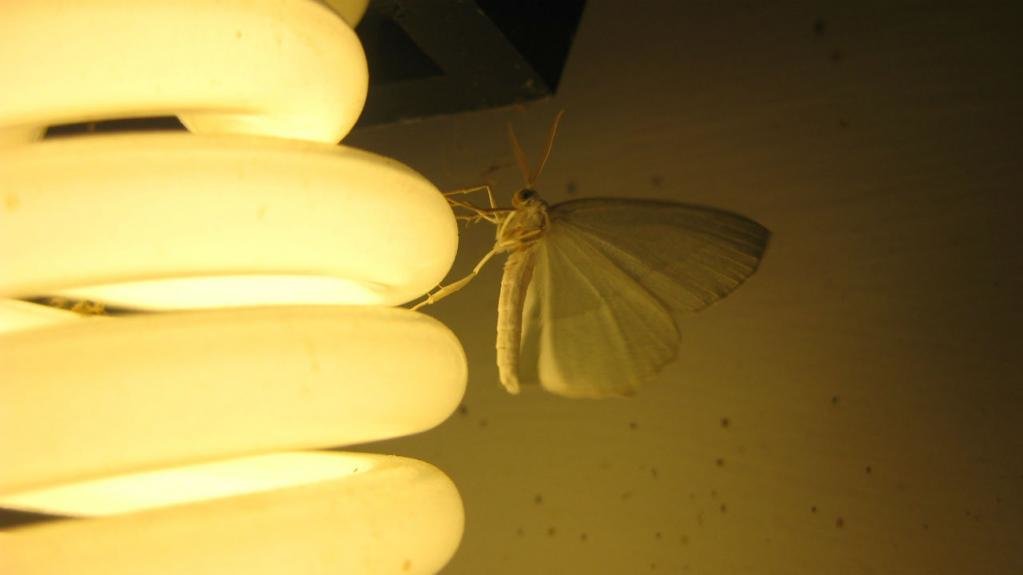 Moth to light!