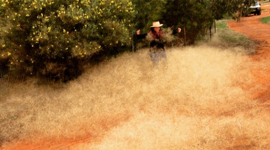 Walls of tumbleweed