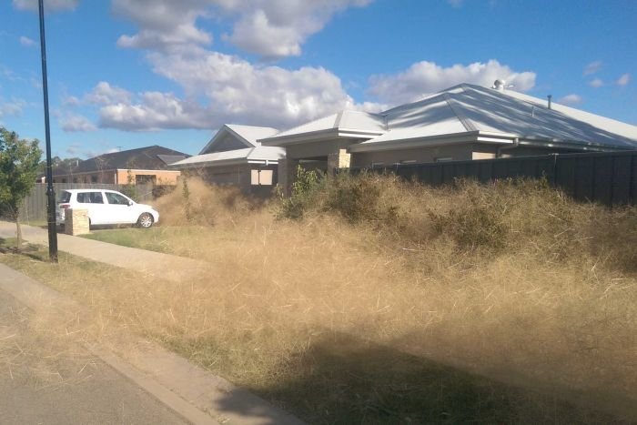 Australia tumbleweeds