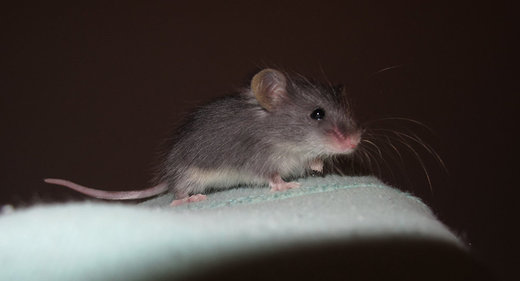 mouse