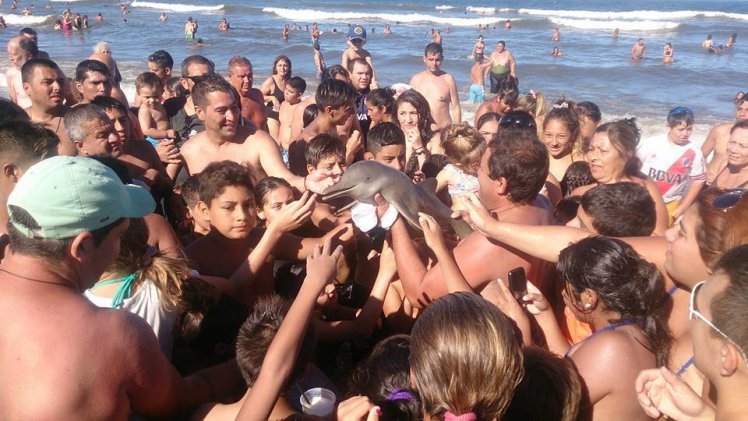 Click to enlarge dolphin dies selfies