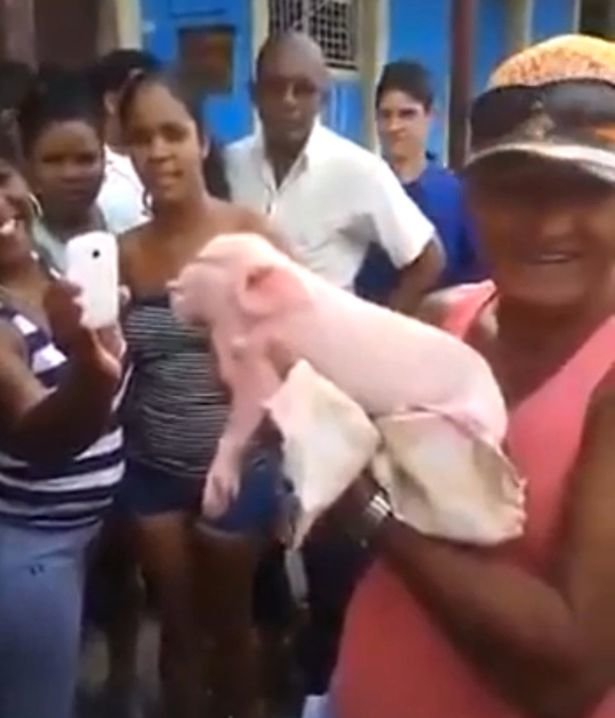 Deformed: Crowds gathered to gawp at the strange animal 
