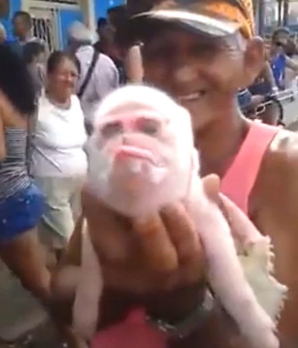 Bizarre: The animal was branded a 'monkey pig' by locals 