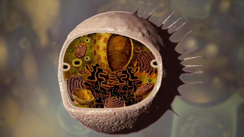 Click to enlarge Mitochondria