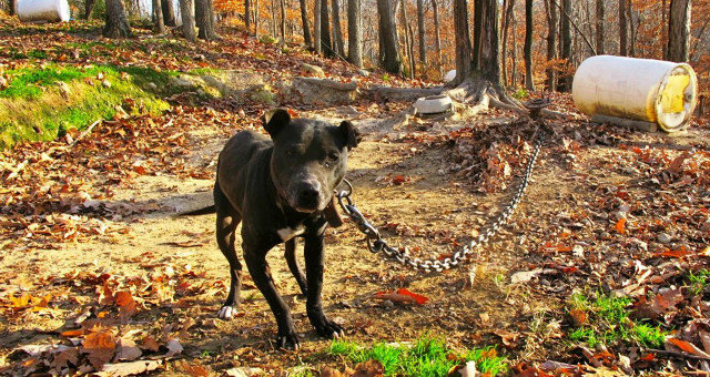chained dog