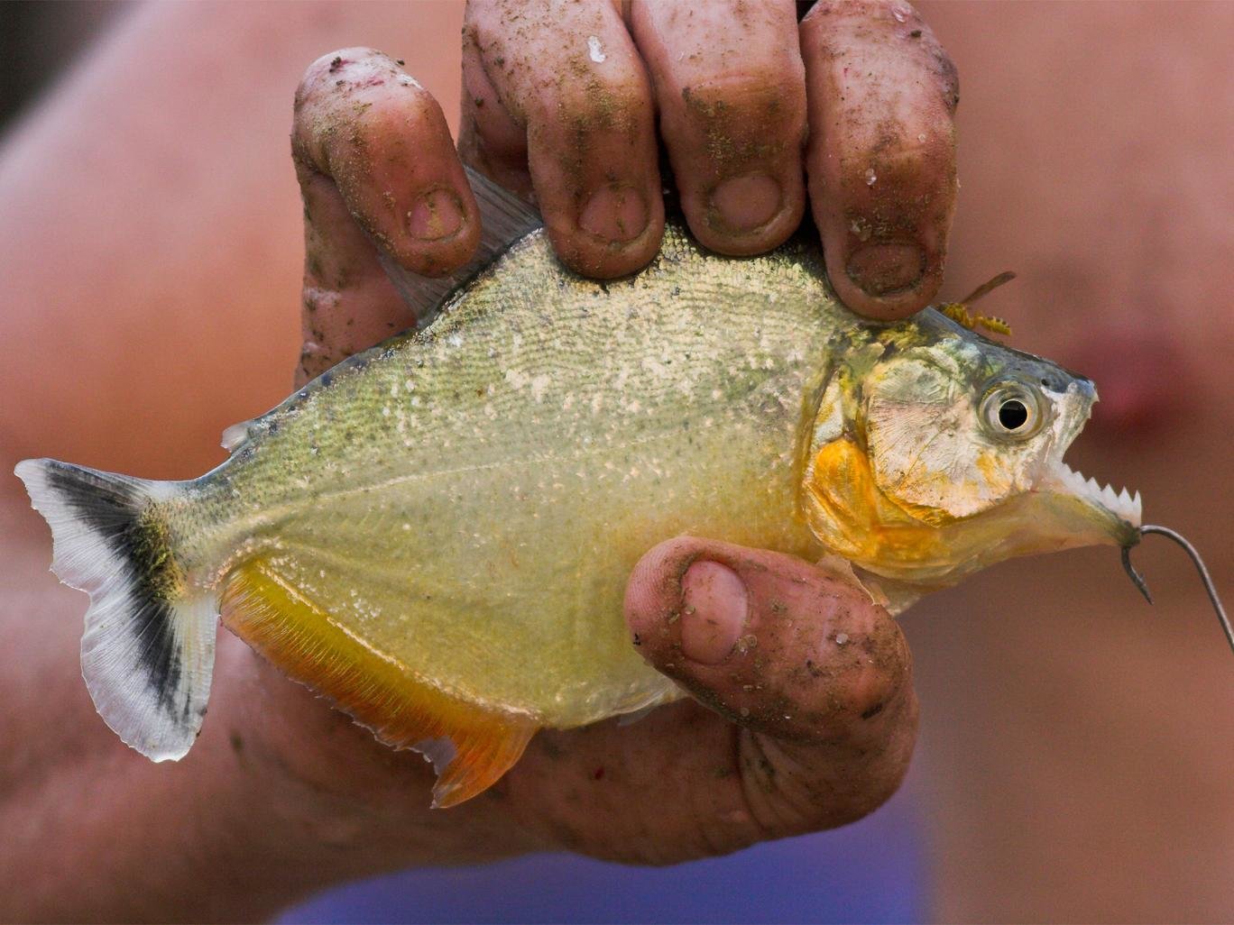 A white piranha (Serrasalmus rhombeus)