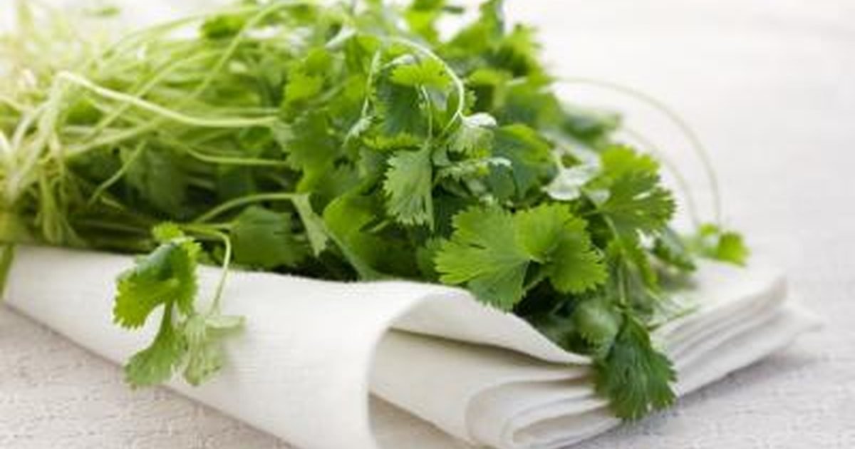 cilantro
