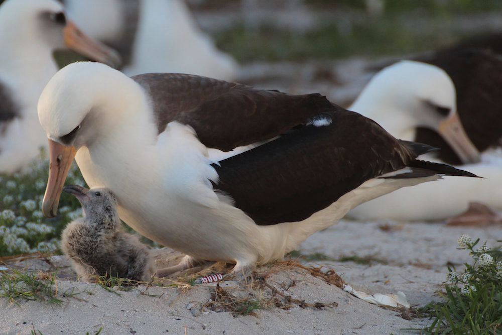 The Laysan albatross