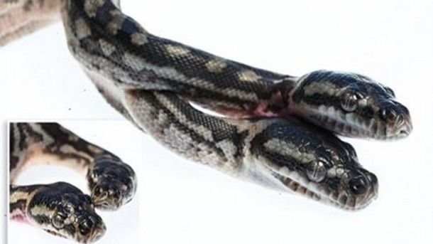 Two headed snake 