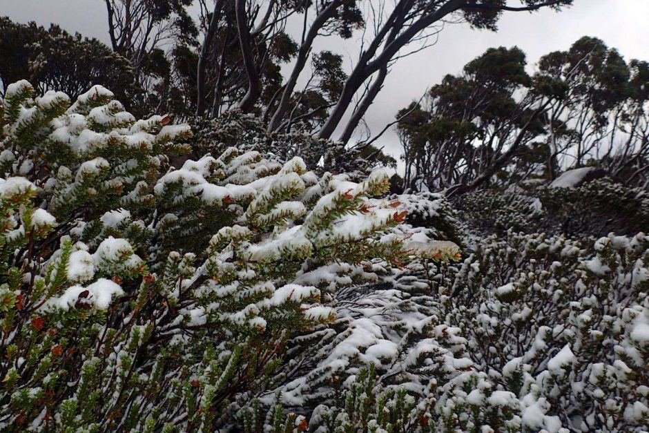 Snow covered plants