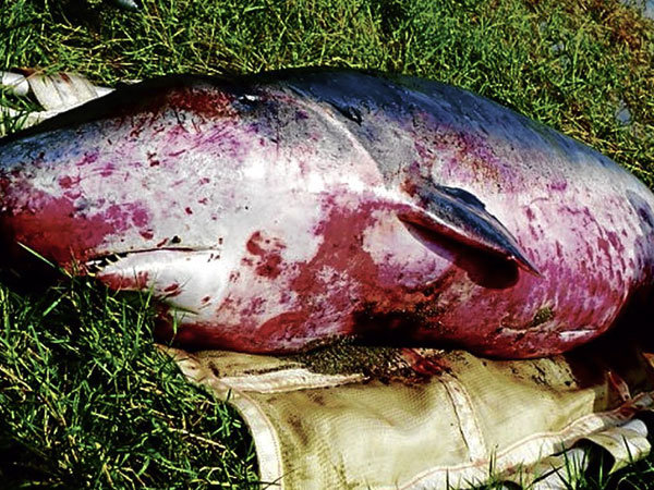 A PYGMY sperm whale that beached in San Narciso, Zambales, on Sunday died on Monday. 