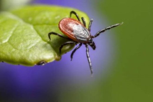 Tick